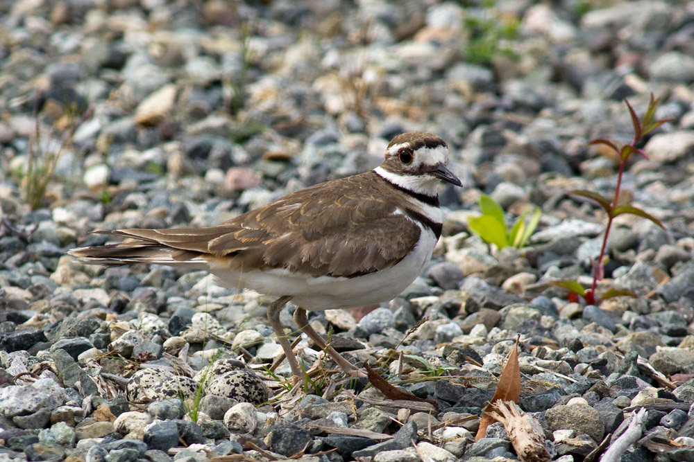 Click to see a larger image. Killdeer on nest